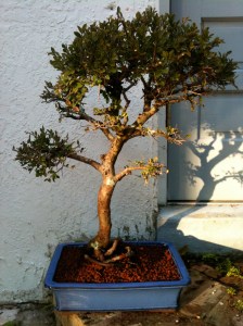 This is usually a 40 foot tree. It is about 3 ft now and planning on getting smaller